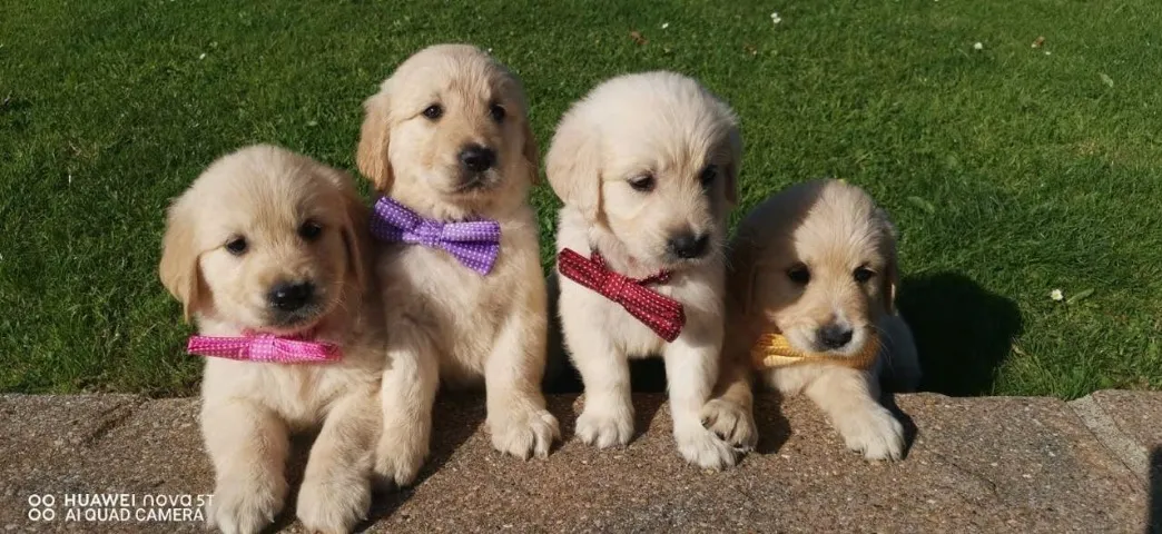Seu Filhote de Golden Está te Esperando!