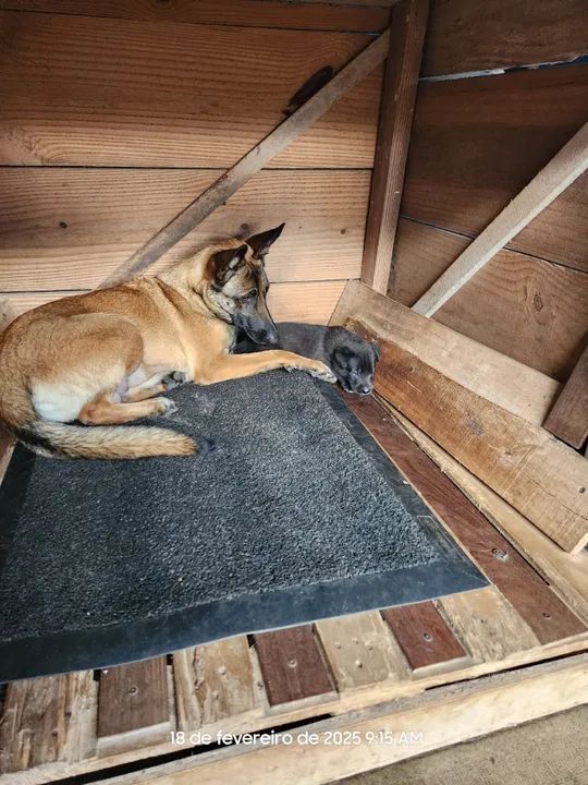 Filhotes de Pastor Belga - Foto 4