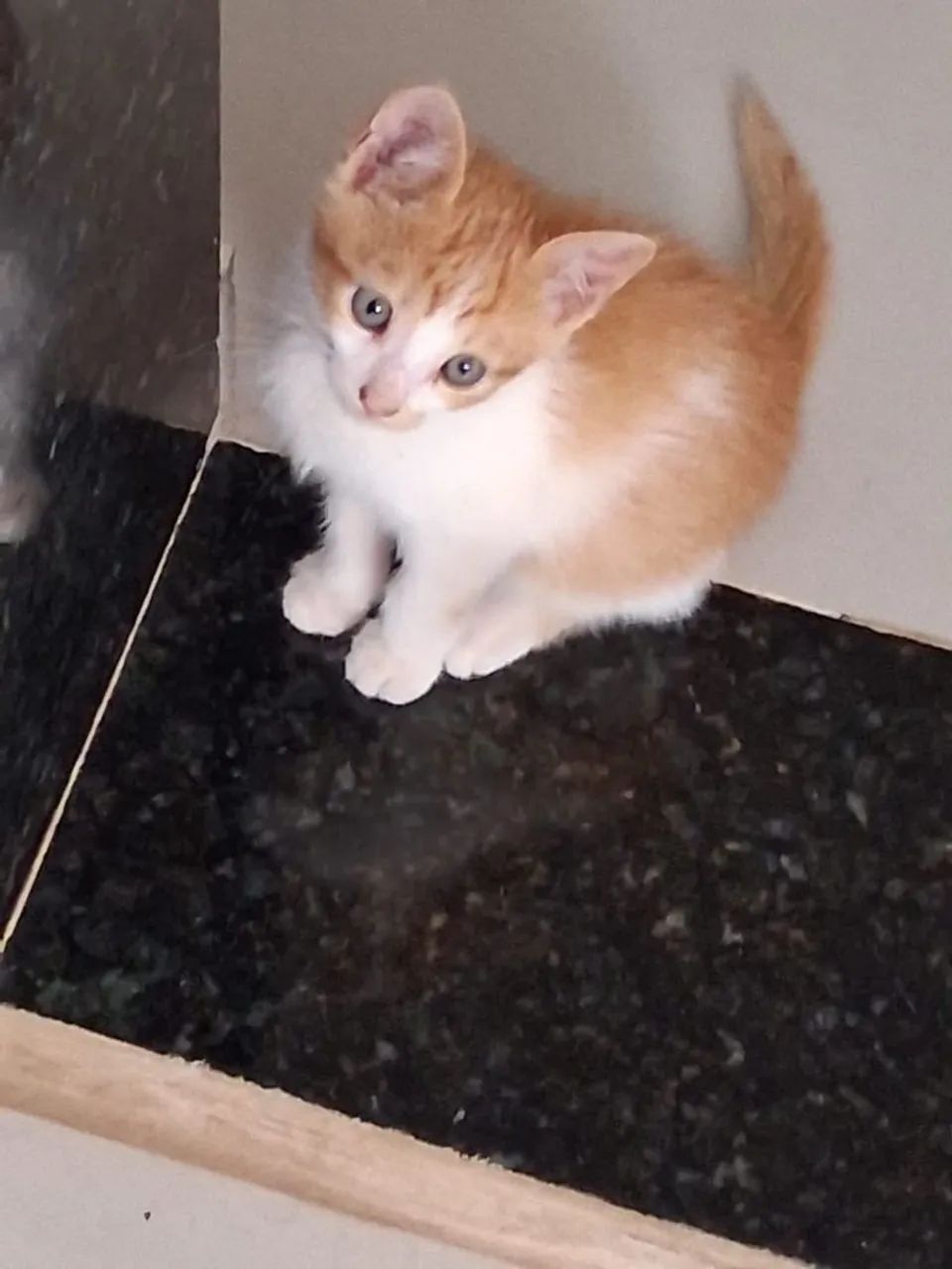 Gato