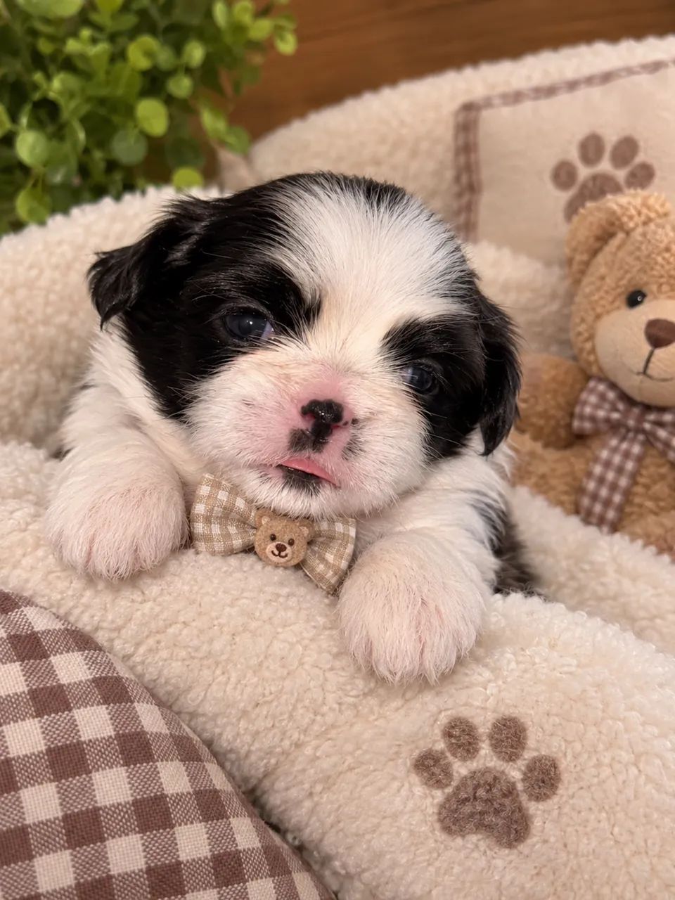 Shih-tzu disponíveis  - Foto 3