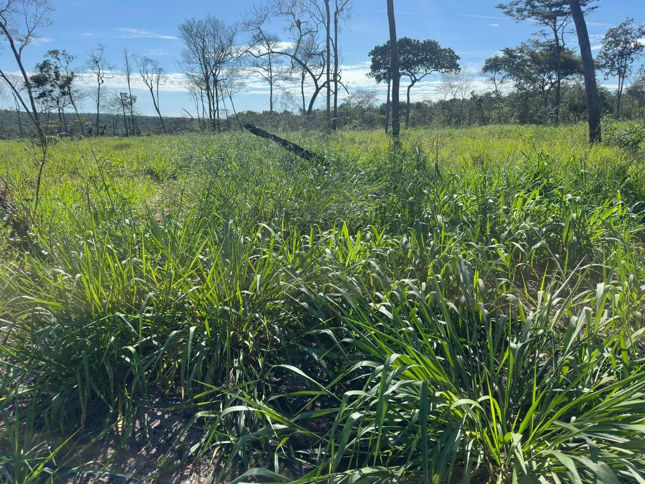 Terra em área rural Vilhena  - Foto 3