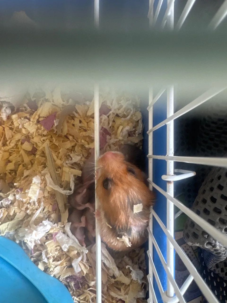 Hamster  - Foto 4