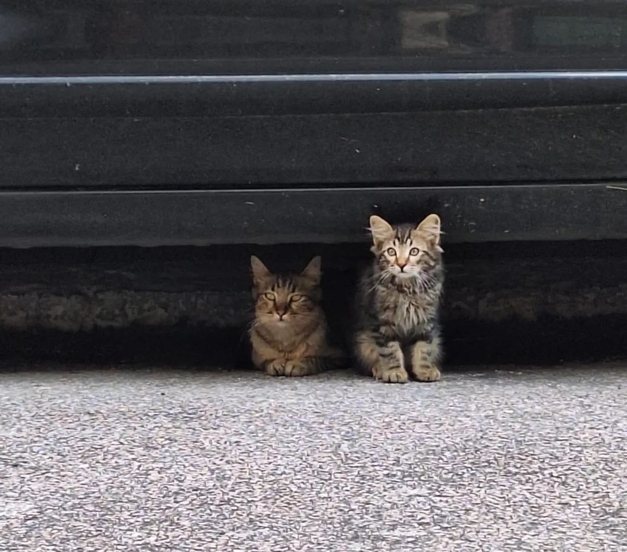 Doação de gatos (mãe e bebê) - Foto 3