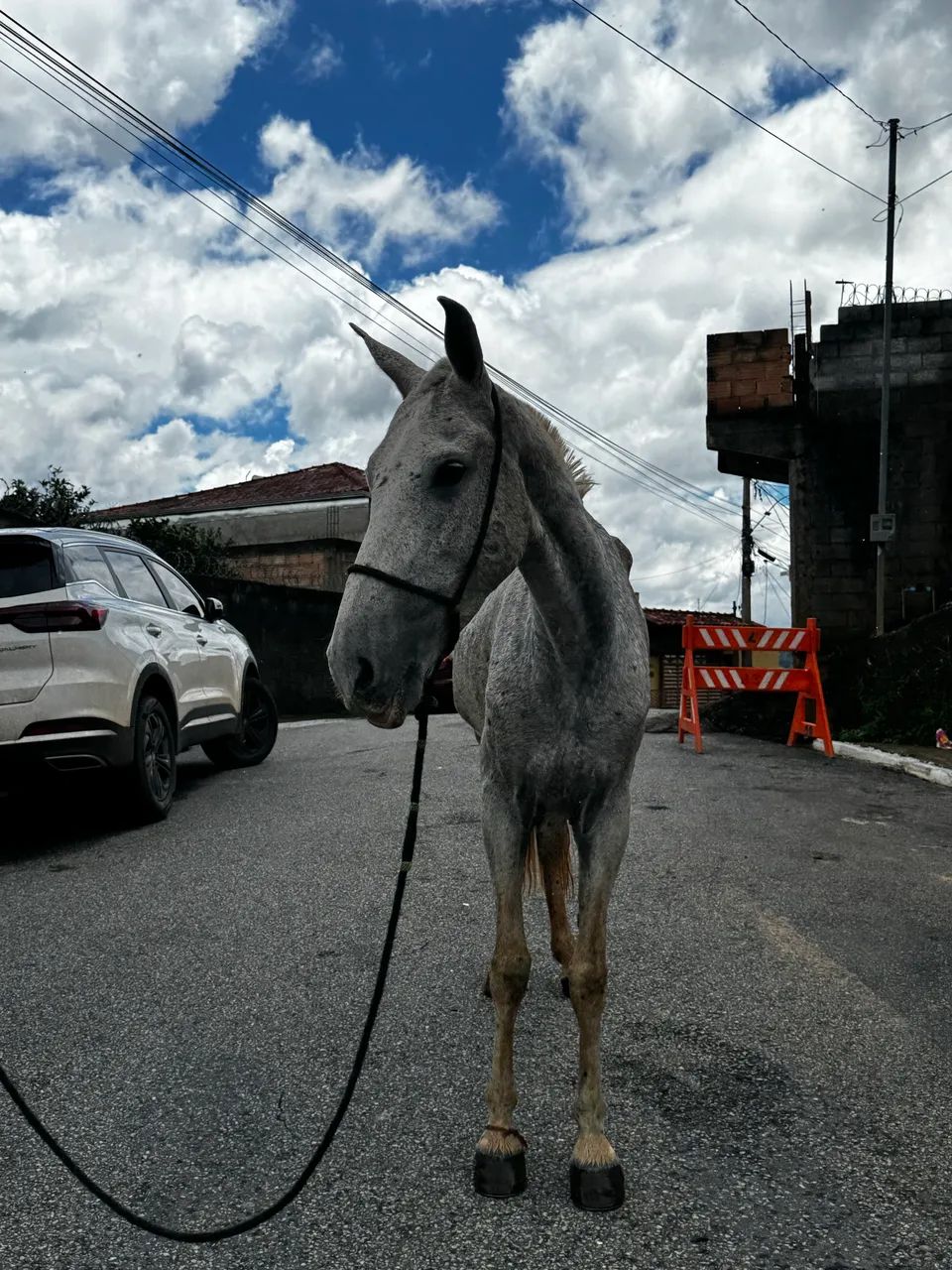 Égua marcha PICADA - Foto 2