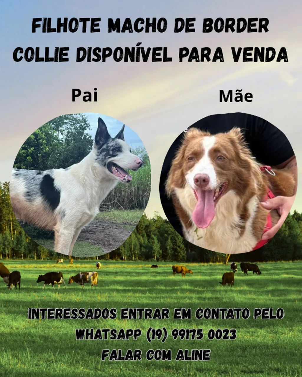 Border Collie