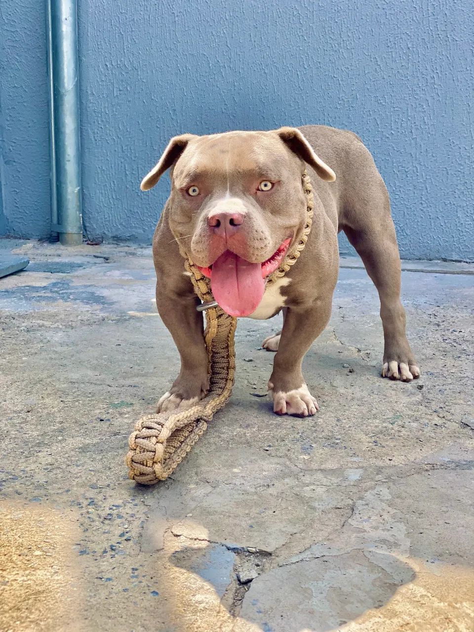 American bully pocket macho com pedigree  - Foto 3