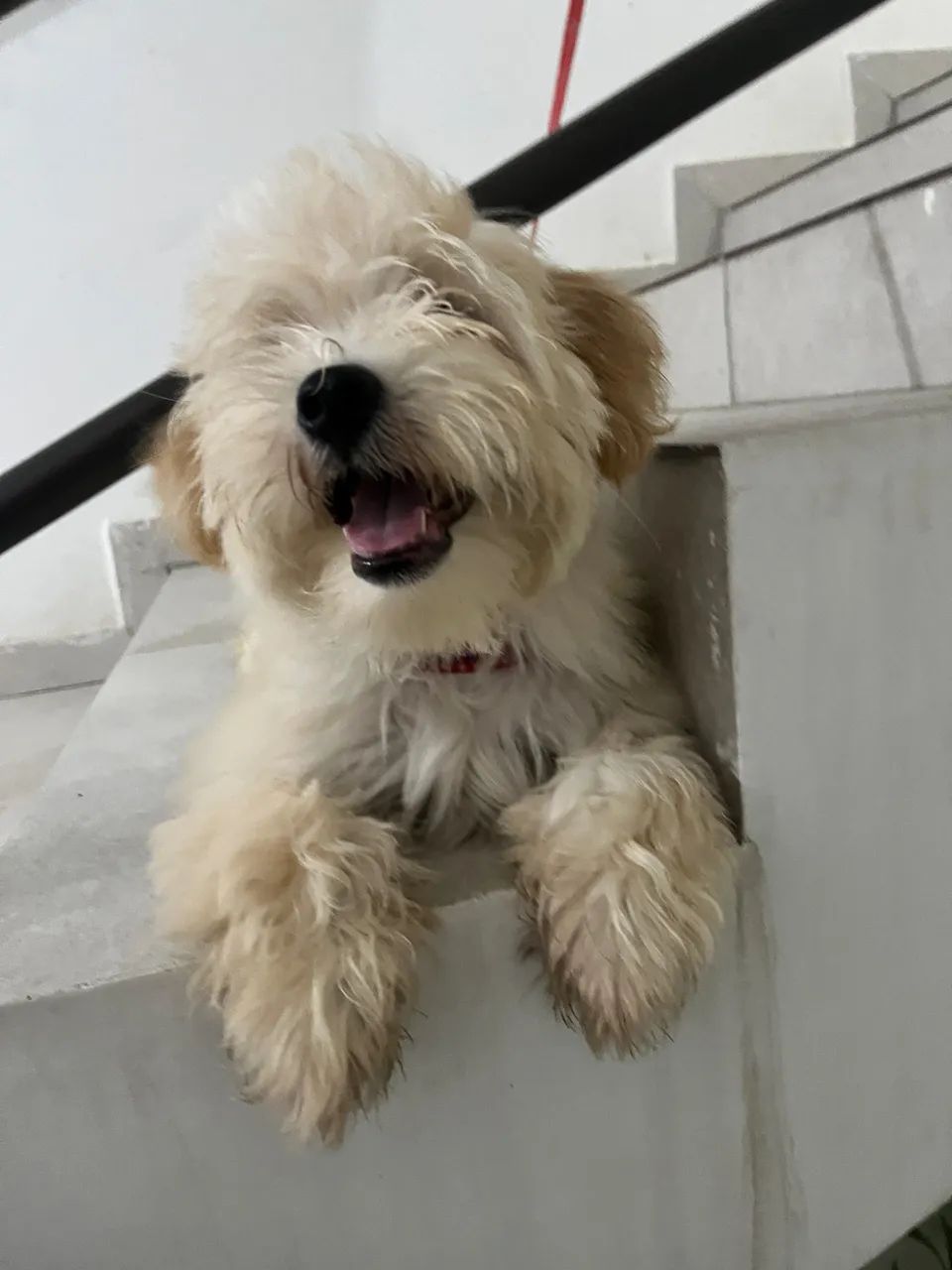 a doação de cachorro  - Foto 3