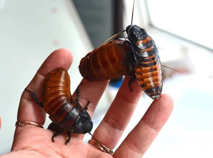 Madagascar  - Foto 3