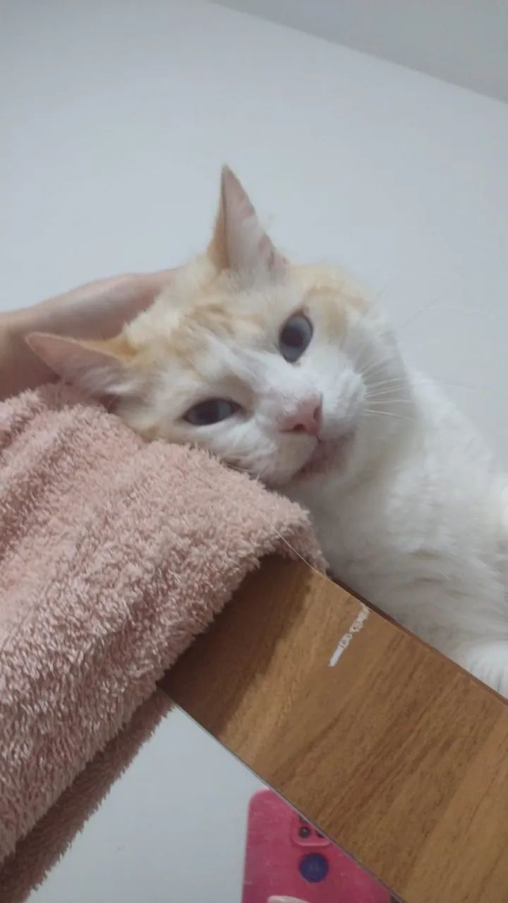 Gatinho castrado 