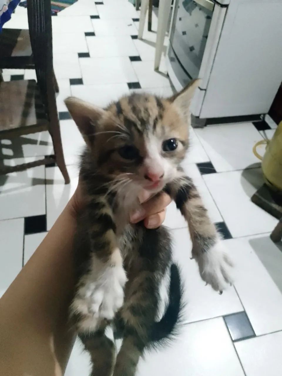 Gatinhos filhotes para adoção  - Foto 2