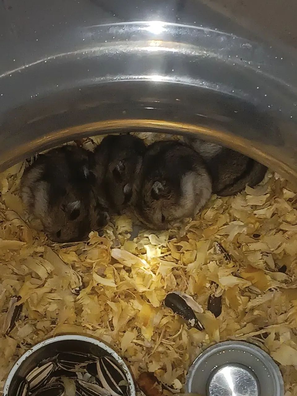 Hamster anão Russo 65580493881346122