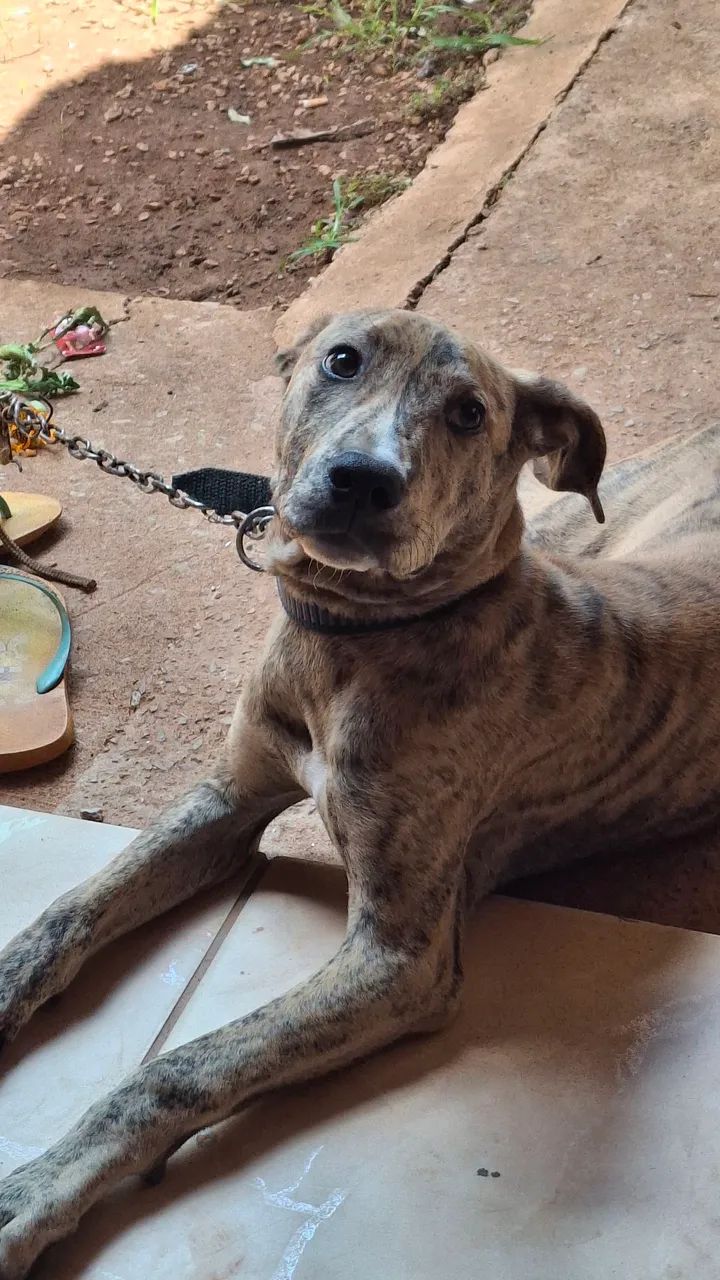 Cachorro  - Foto 2