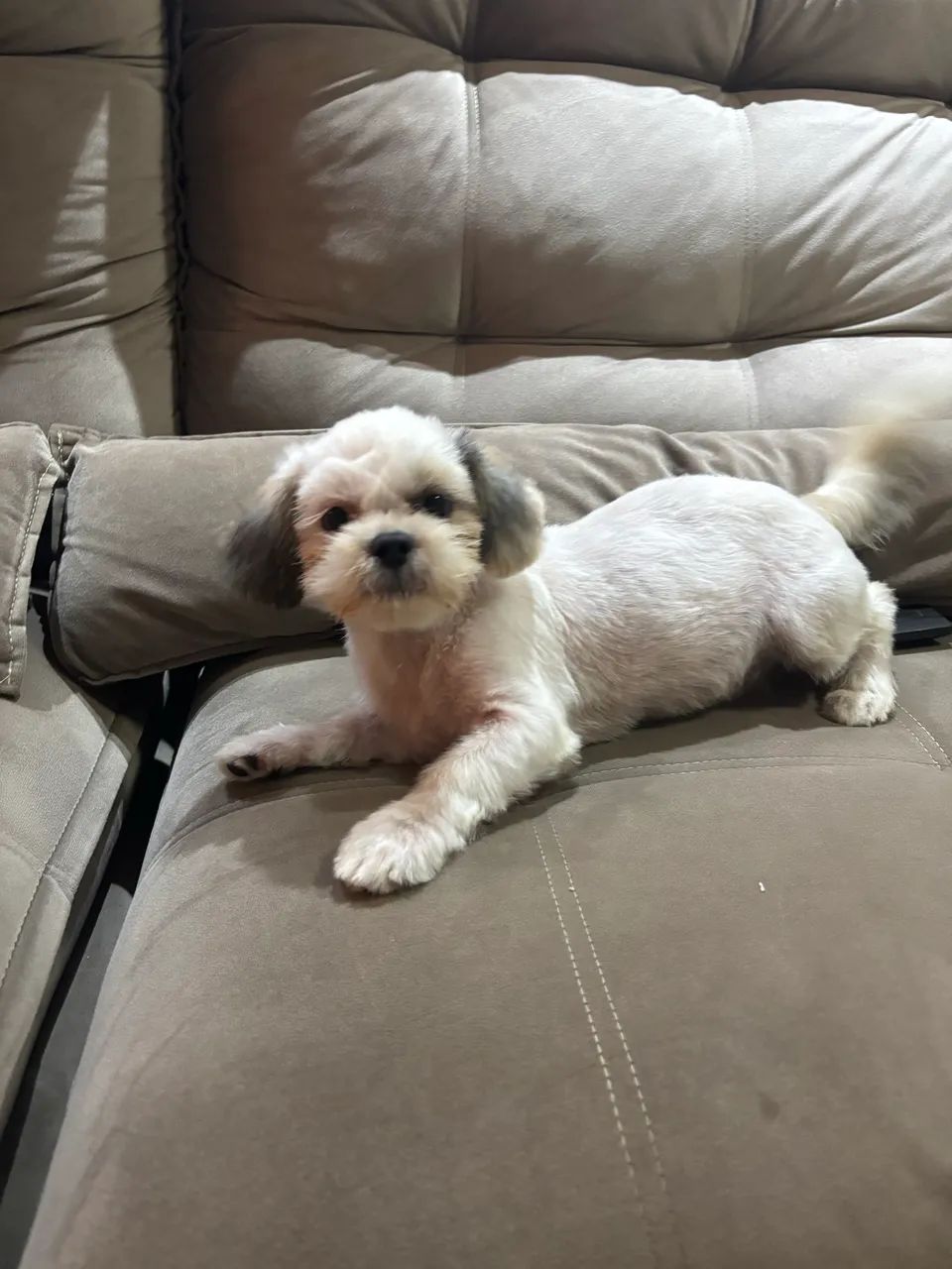 Doa-se Shih tzu Urgente  - Foto 2
