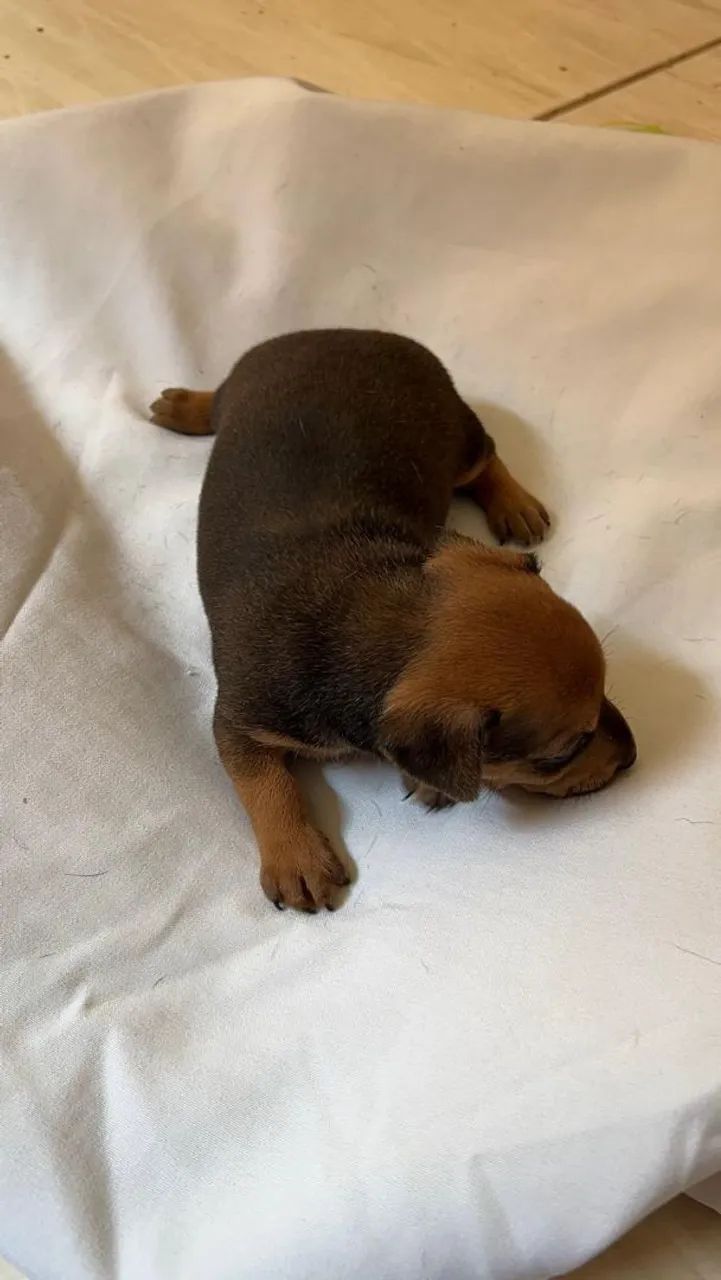 Pinscher  - Foto 4
