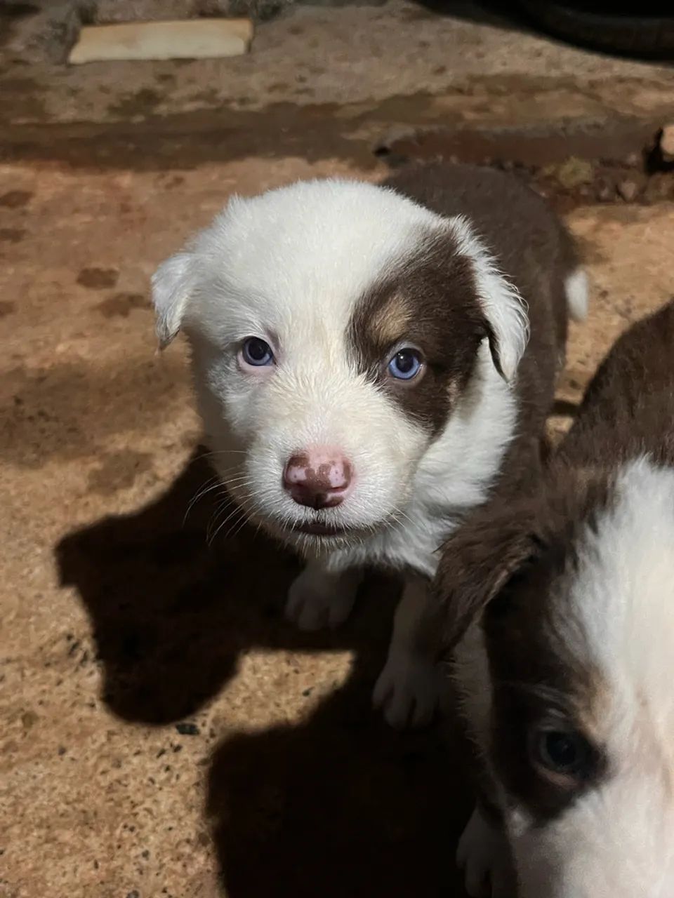 Border collie baby - Foto 5