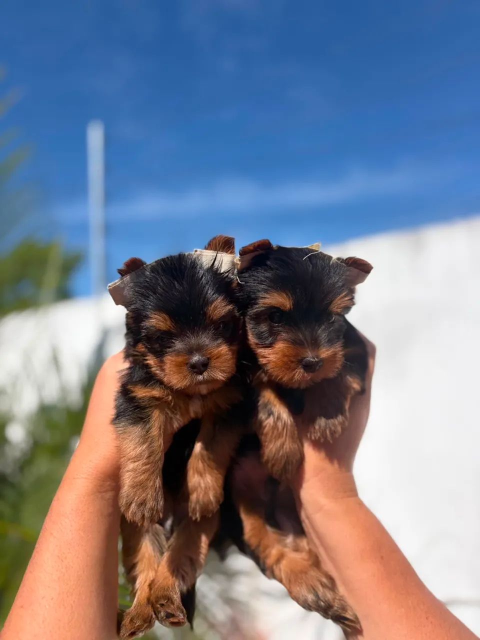 Yorkshire terrier MACHO