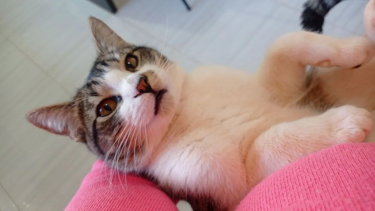 Doação de Gatos - Foto 4