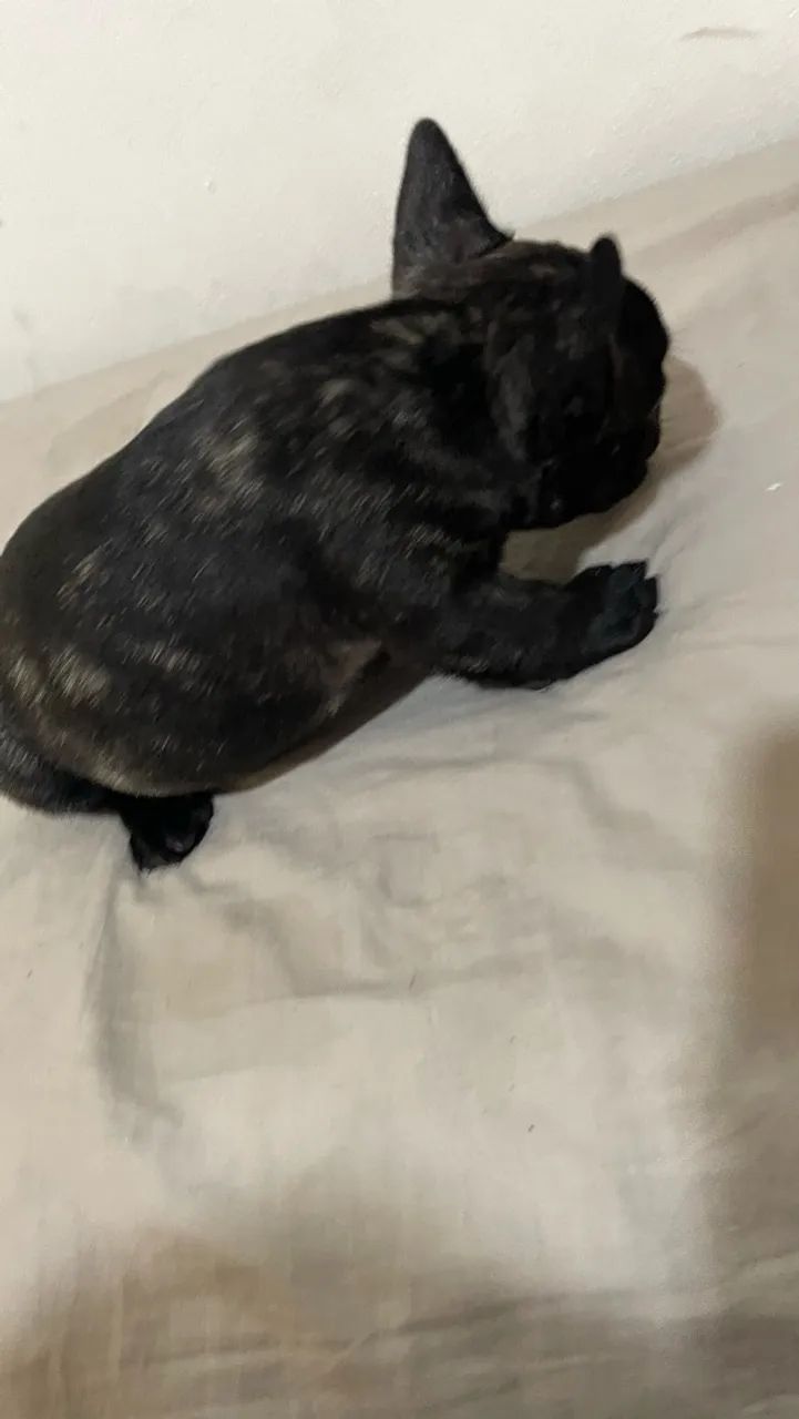 Buldogue francês  - Foto 3