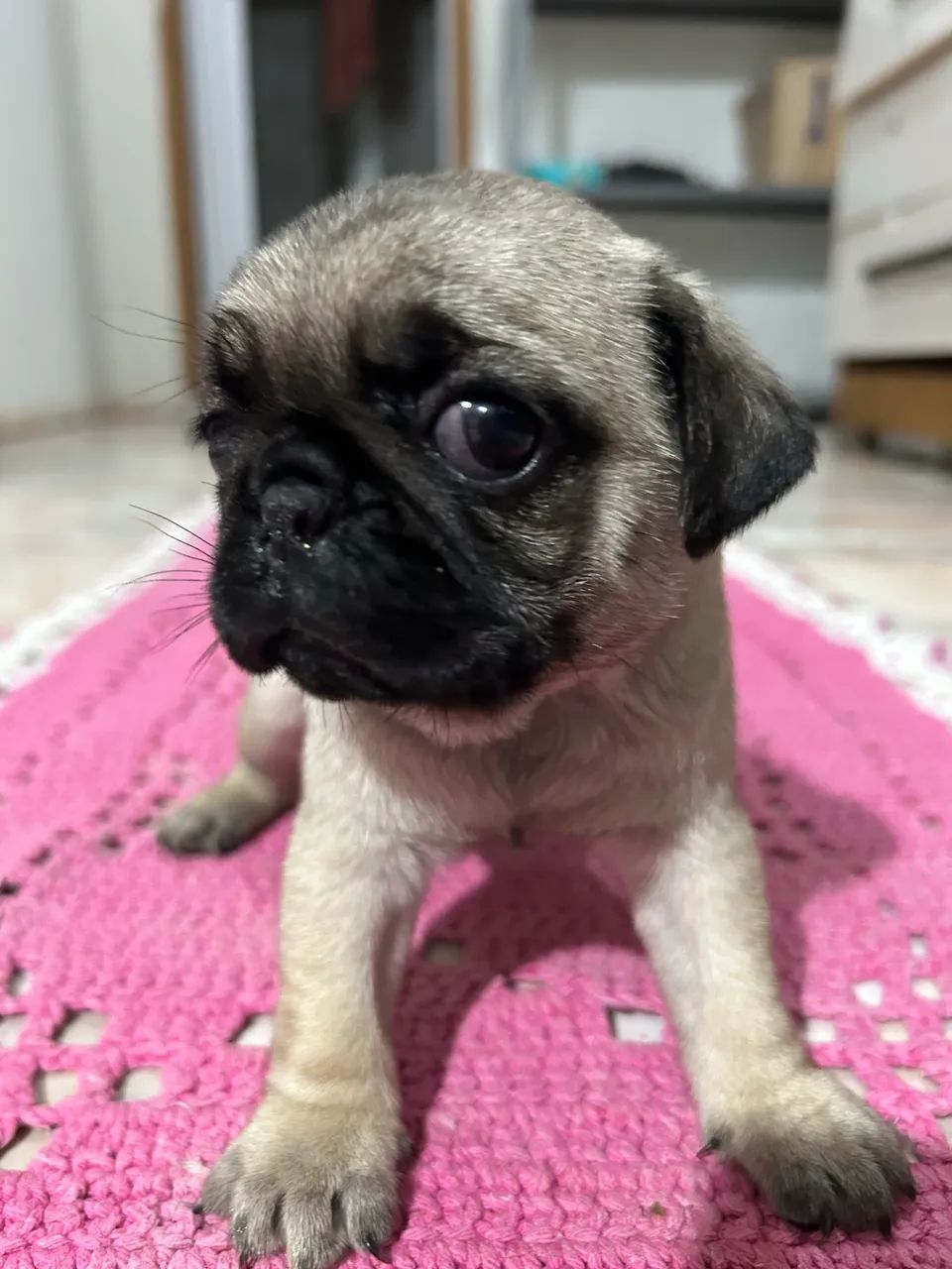 Filhote Pug macho Telêmaco Borba - Foto 2