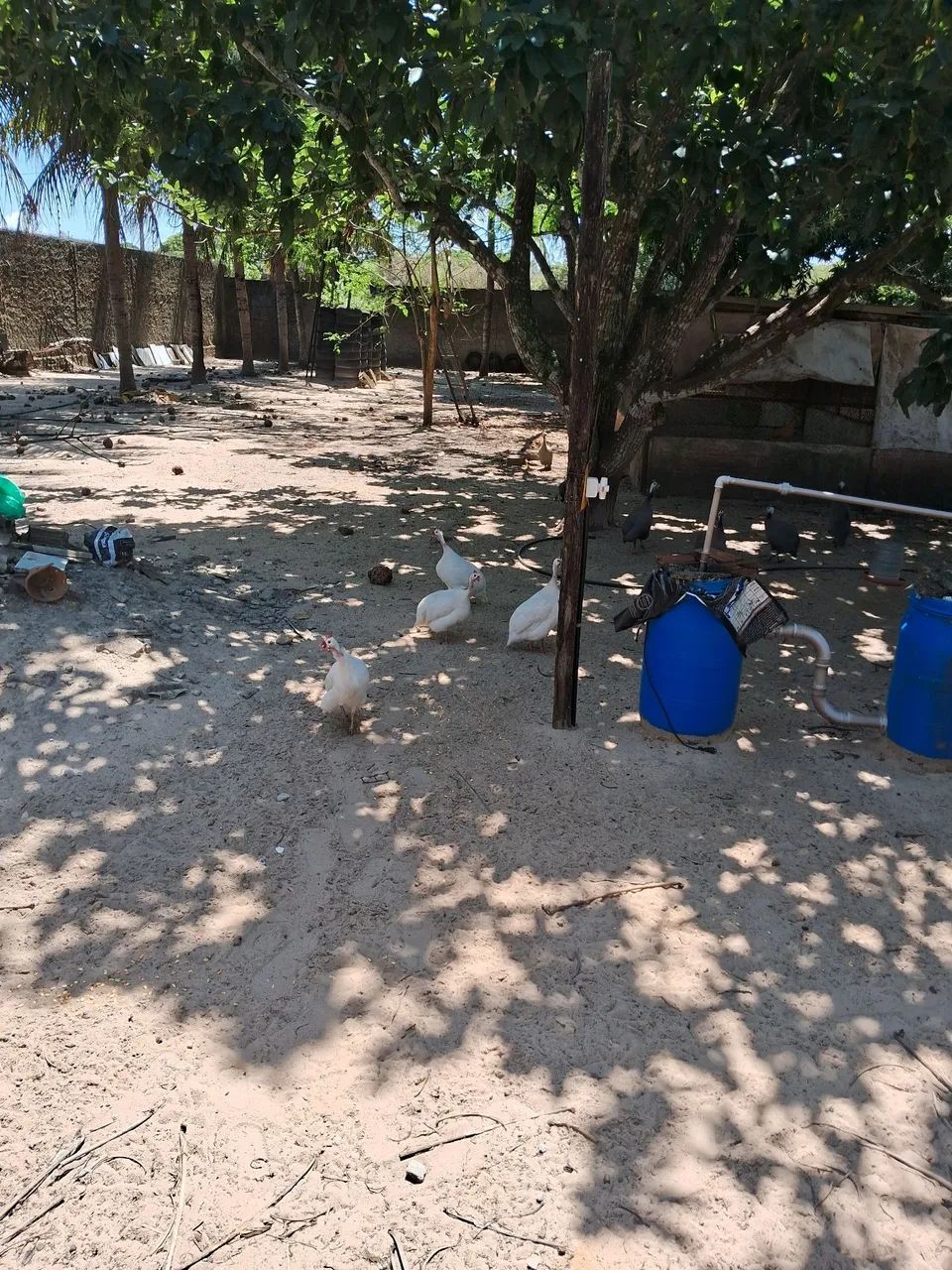 Guiné 