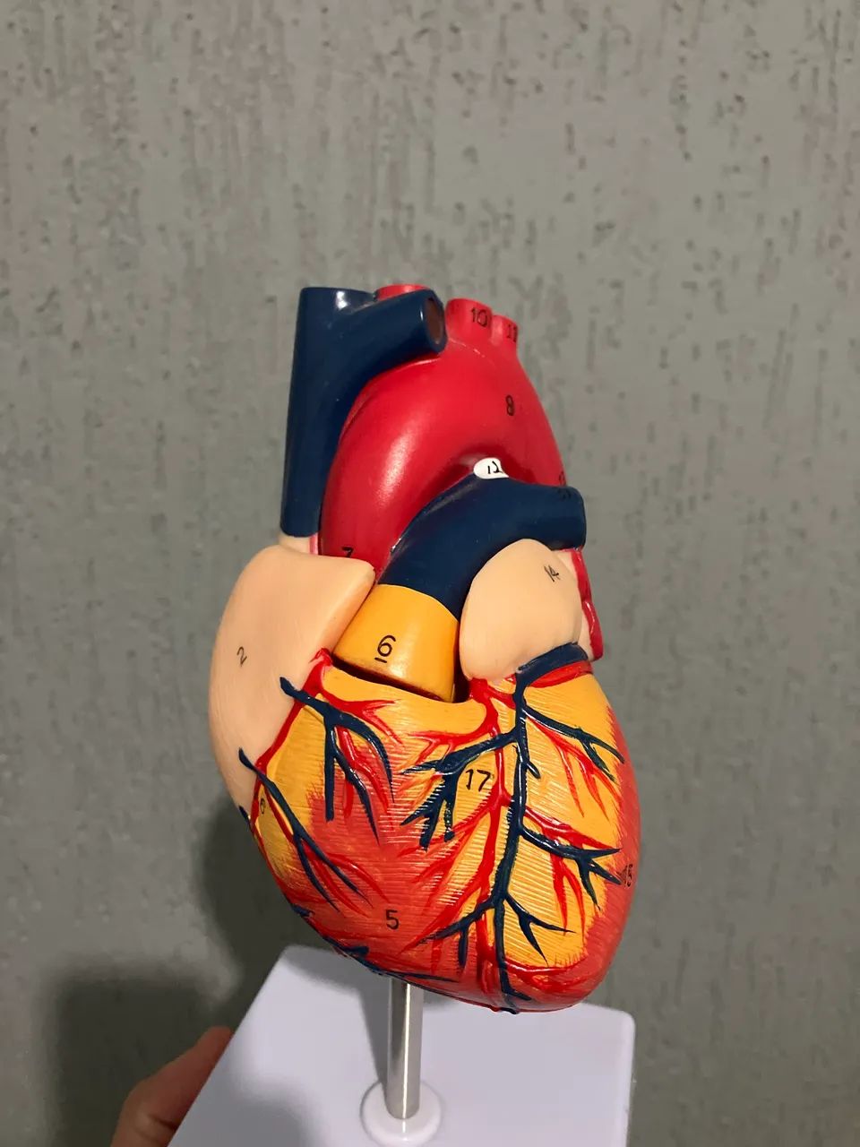 Modelo anatômico coração  - Foto 3