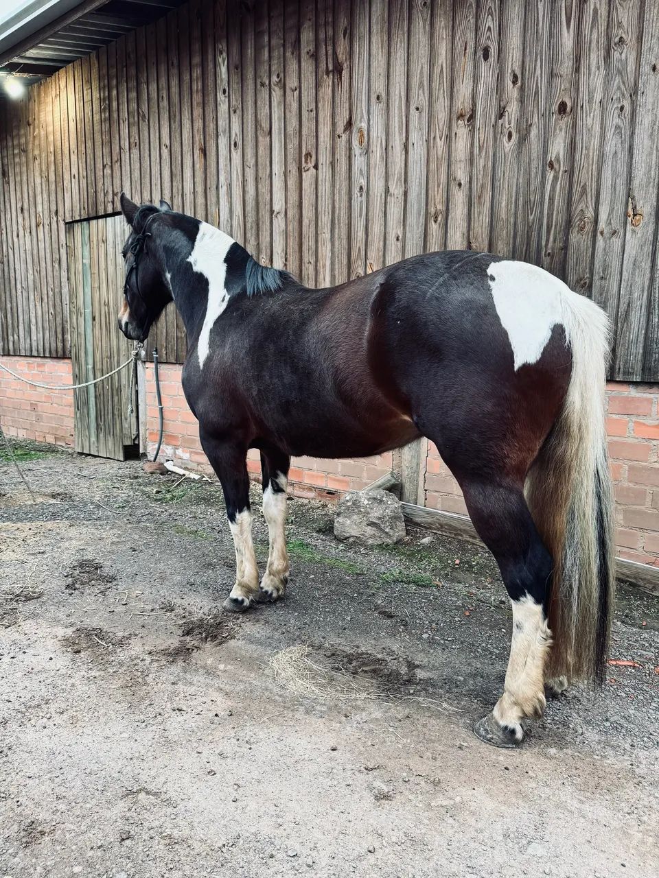 Tobiana de Pechar Touro, Fenômena! - Foto 2