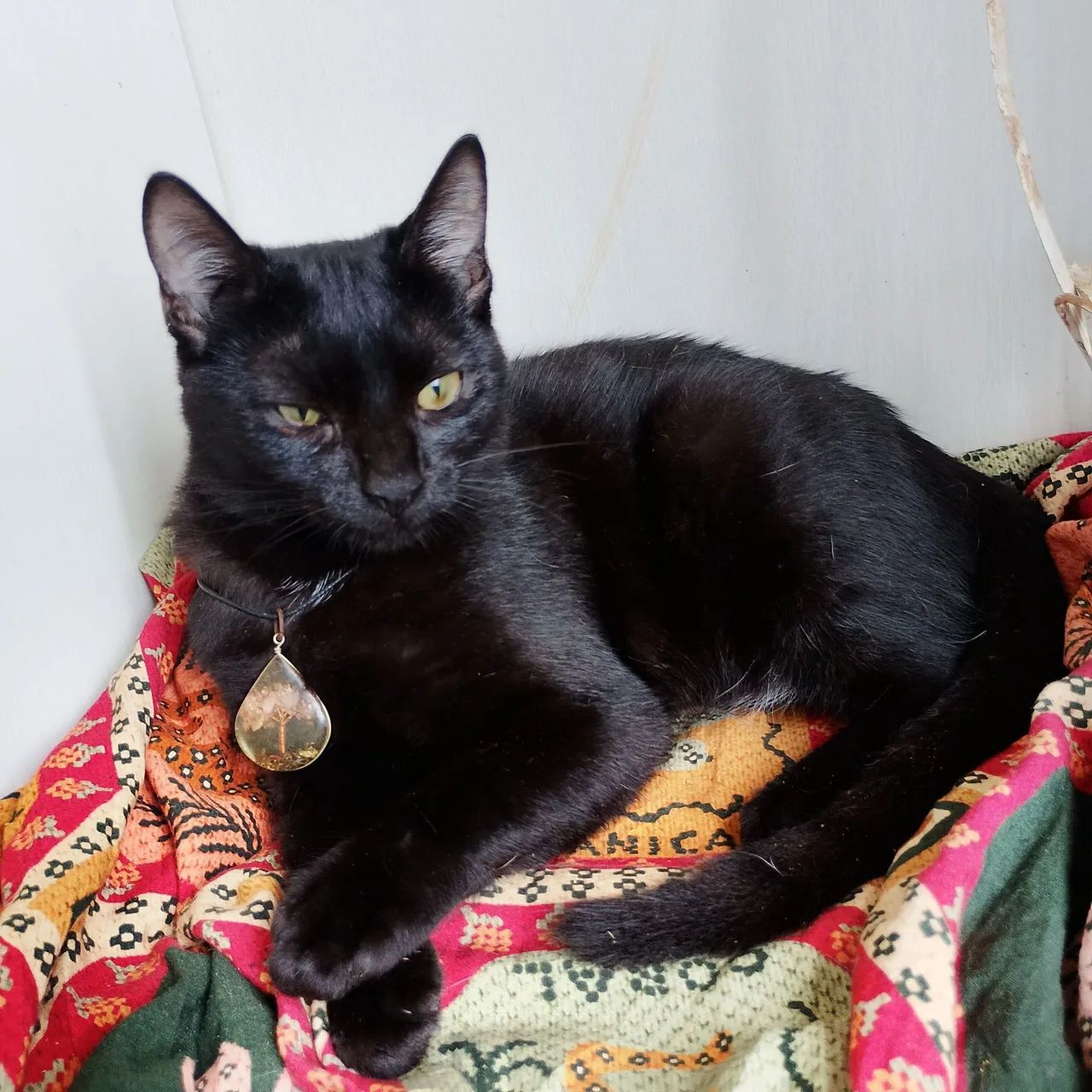 Doação pantera negra 