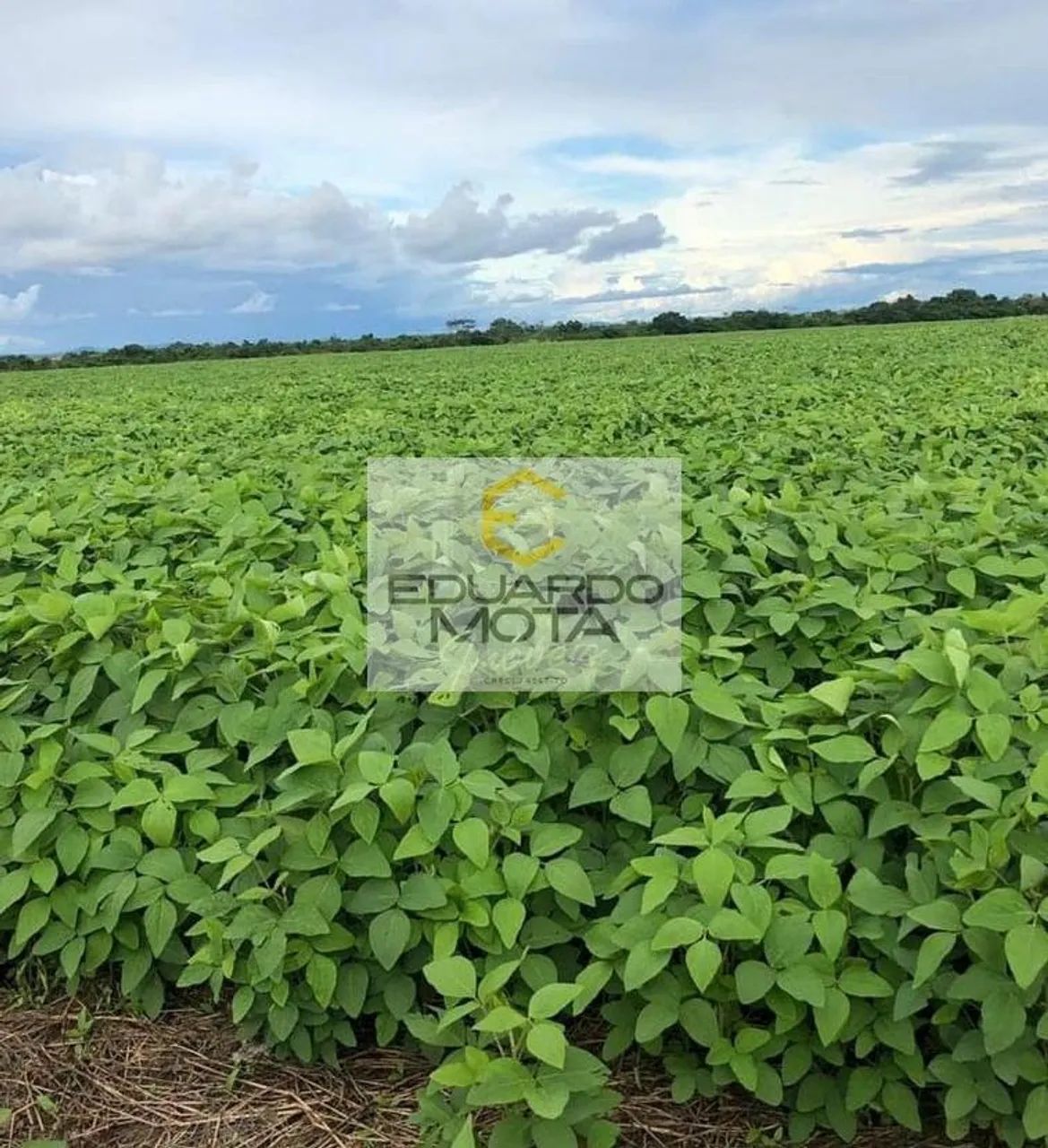 Fazenda em Centro - Vila Rica - Foto 4