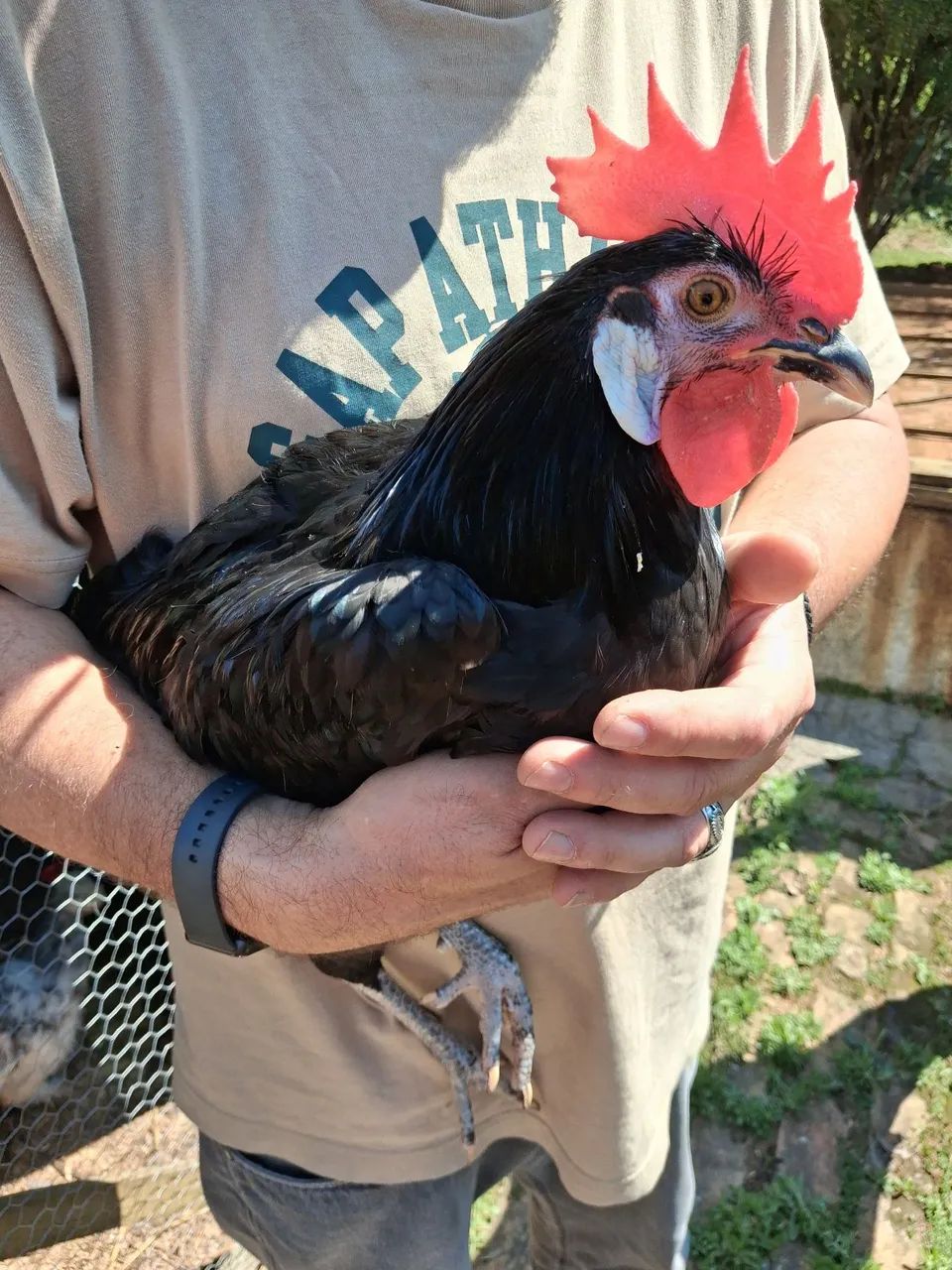 Cara de Palhaço 