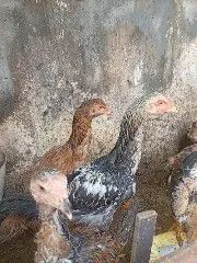 Frangos Índio Gigante  - Foto 4