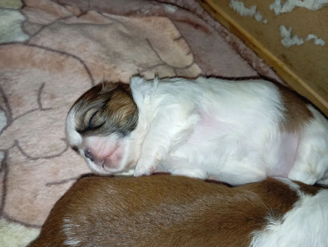 Shitzu  - Foto 3