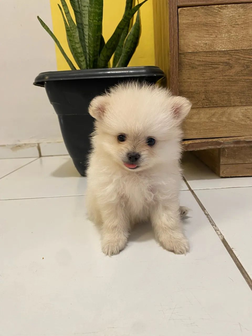 Spitz macho