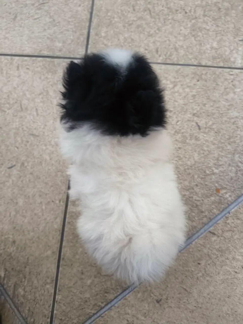 Spitz Alemão Macho - Foto 4