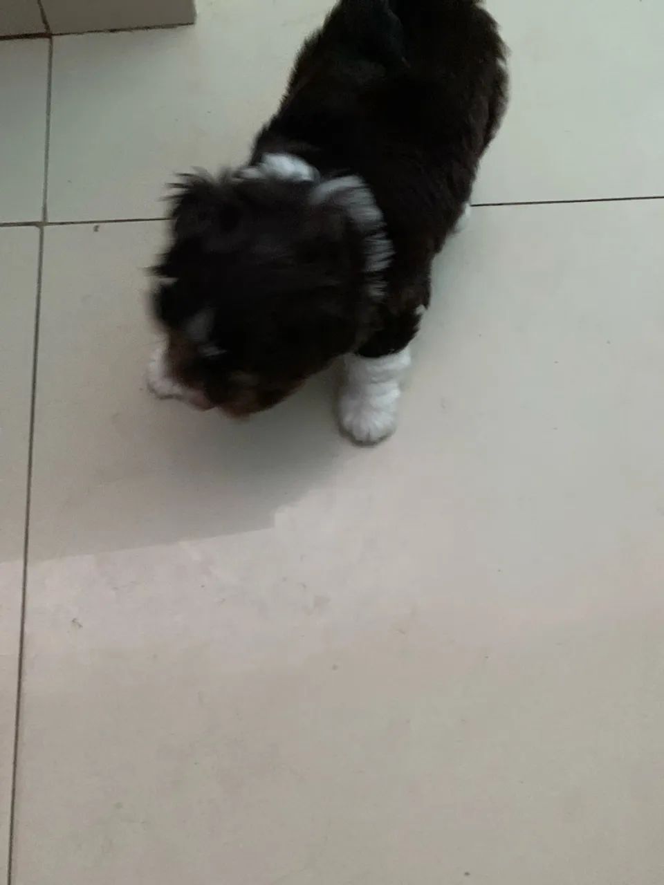 Shit shu - Foto 3
