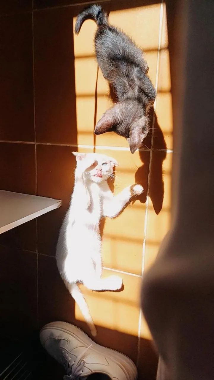 Gatos para adoção  - Foto 3