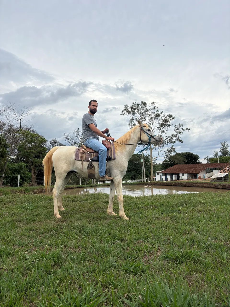 Cavalo meio sangue árabe - Foto 2