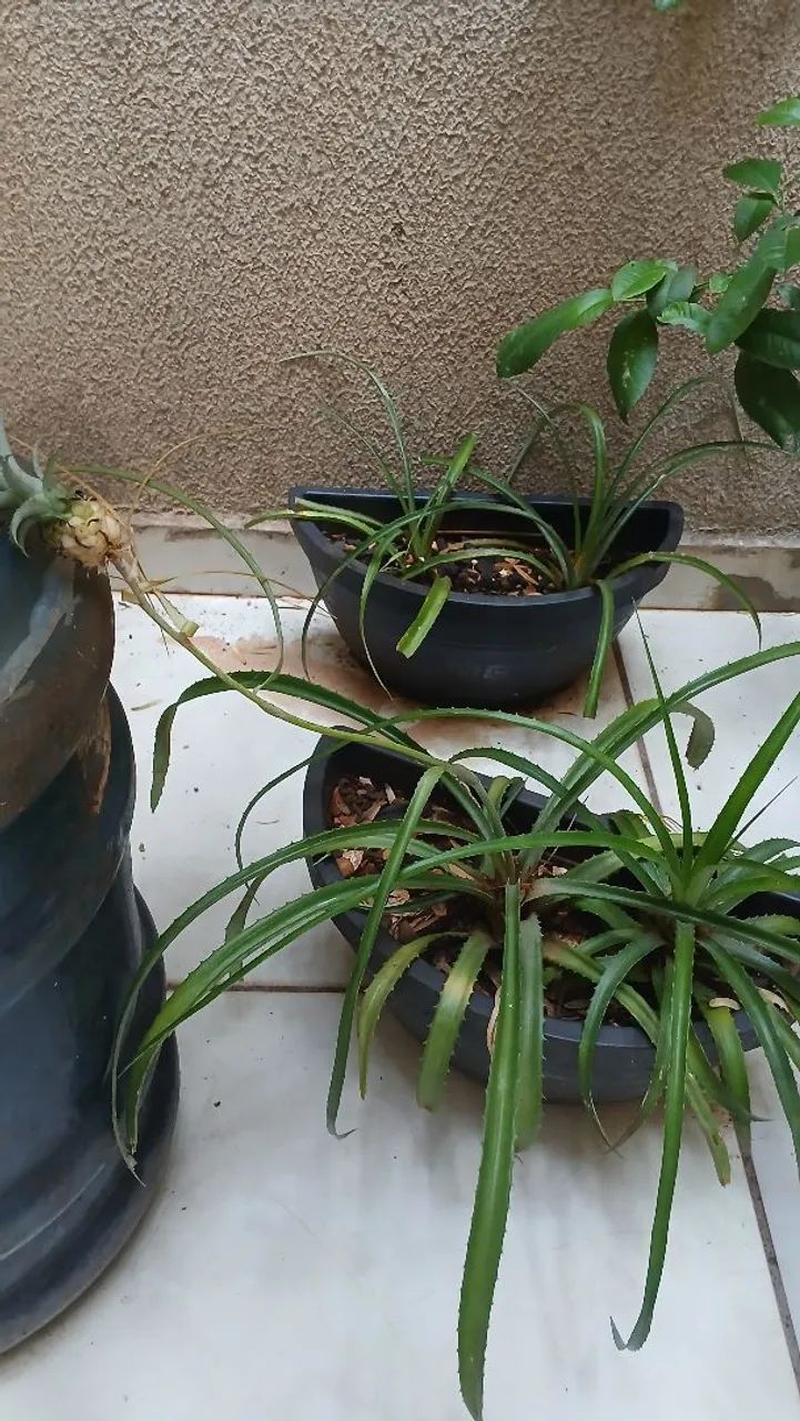Vaso e planta  - Foto 2