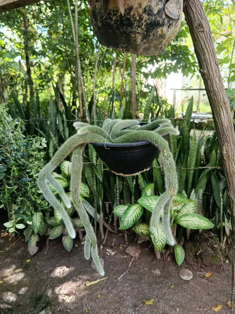 Rabo de macaco 