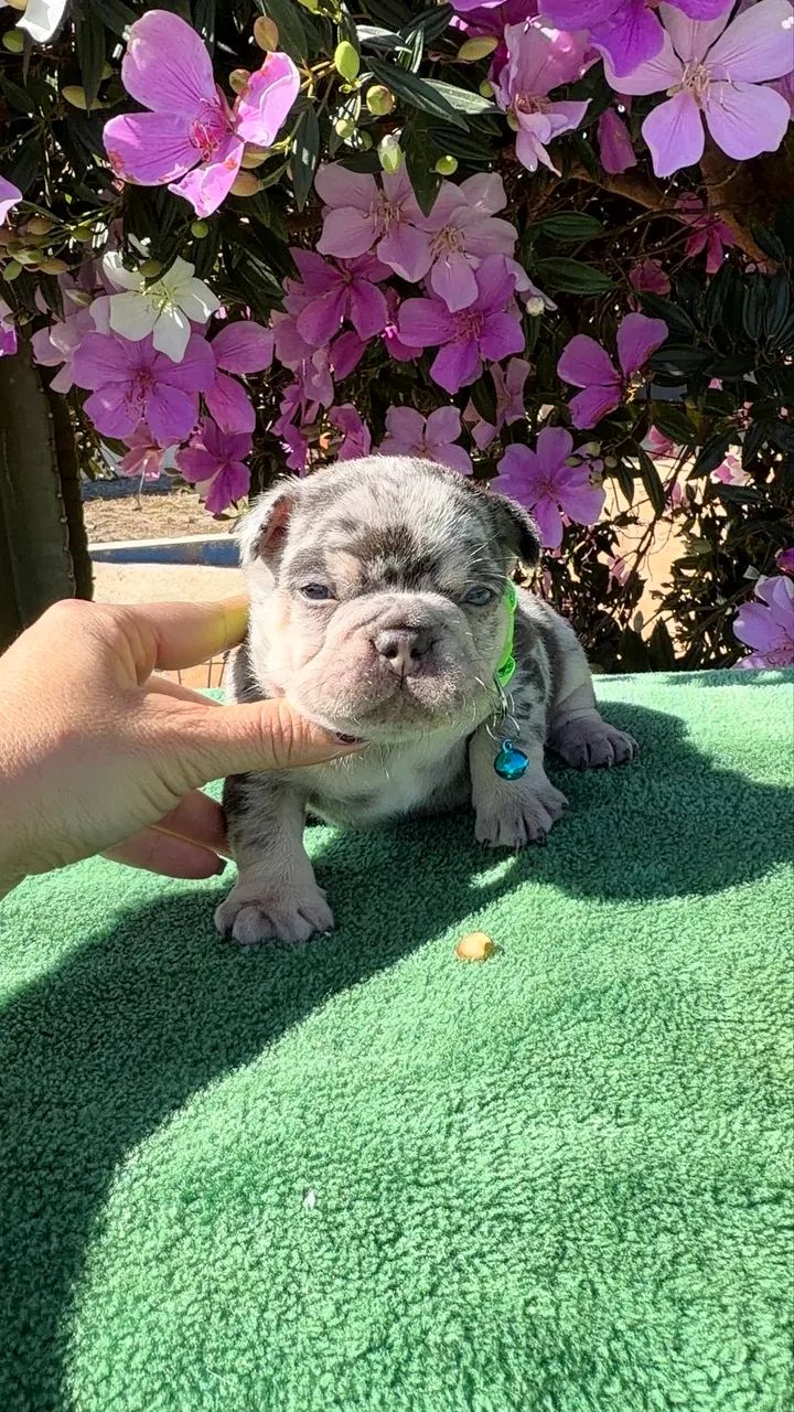 Bulldogue francês  - Foto 4