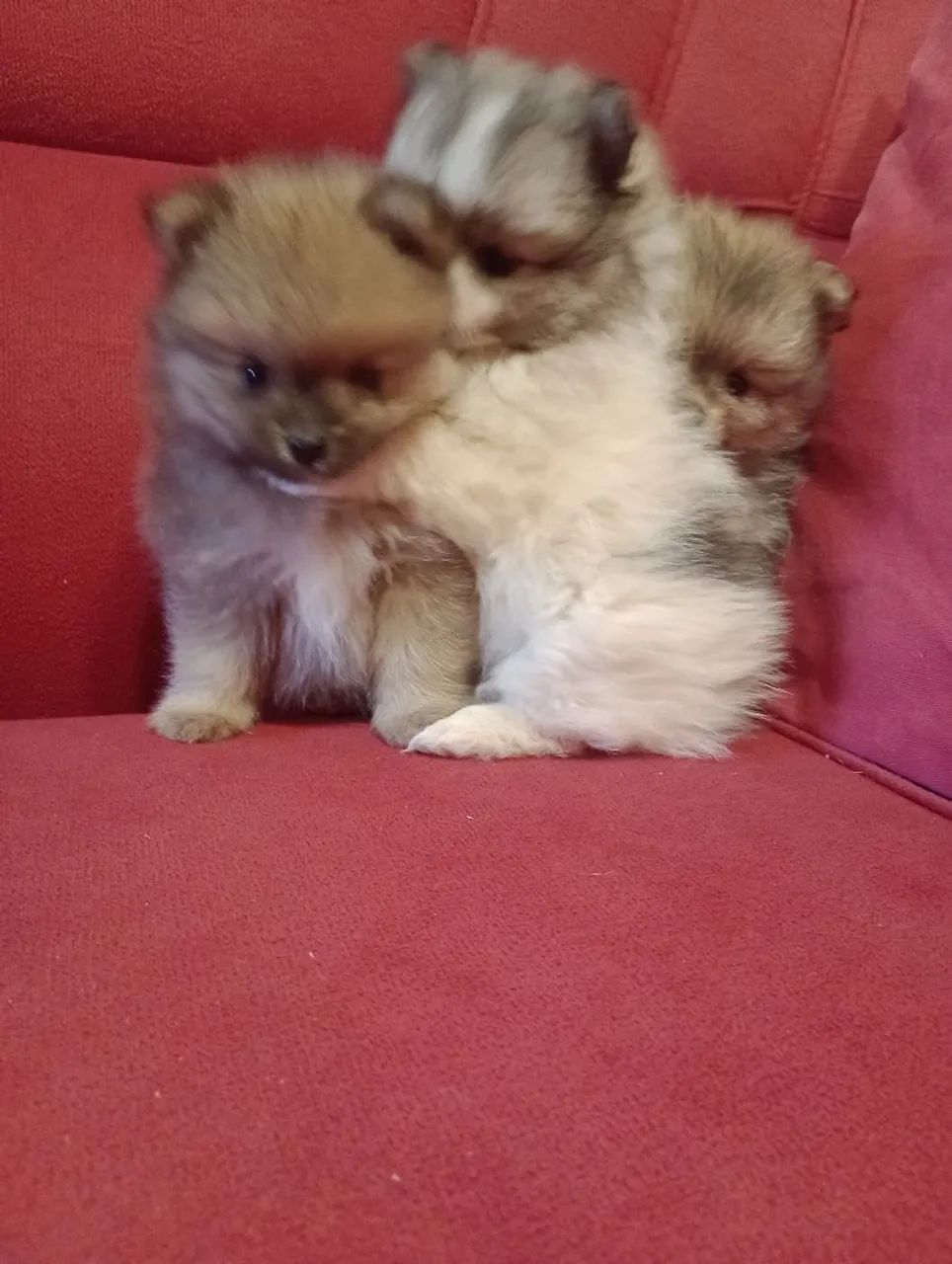 Vende-se filhote the Spitzalemão anão uma fêmea e dois macho 2