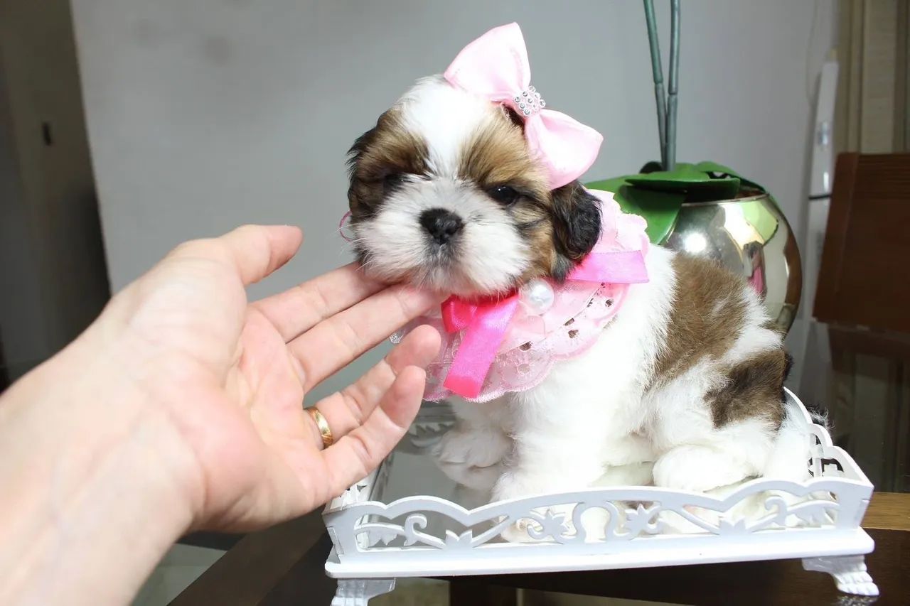 Shihtzu com pedigree  - Foto 3