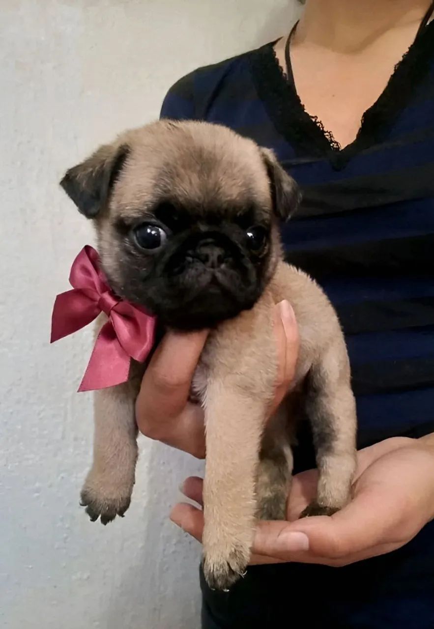 Pug 