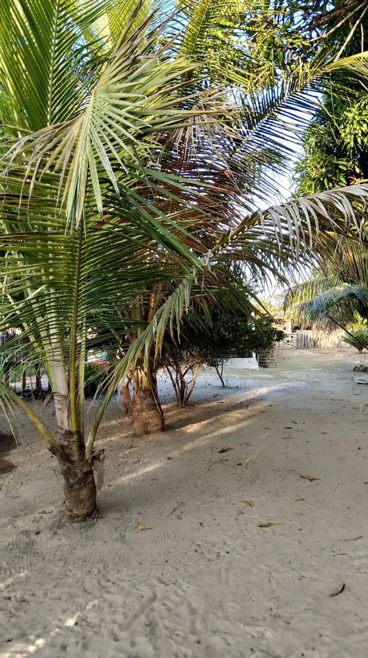 Excelente Sítio em Bacabal - MA | Com Açude, Pomar e Casa (Perfeito para Lazer!) - Foto 3