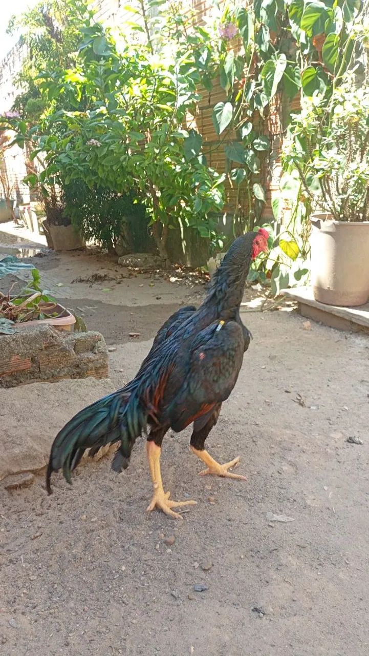 Vendo uma  franga carioca é um frango - Foto 4