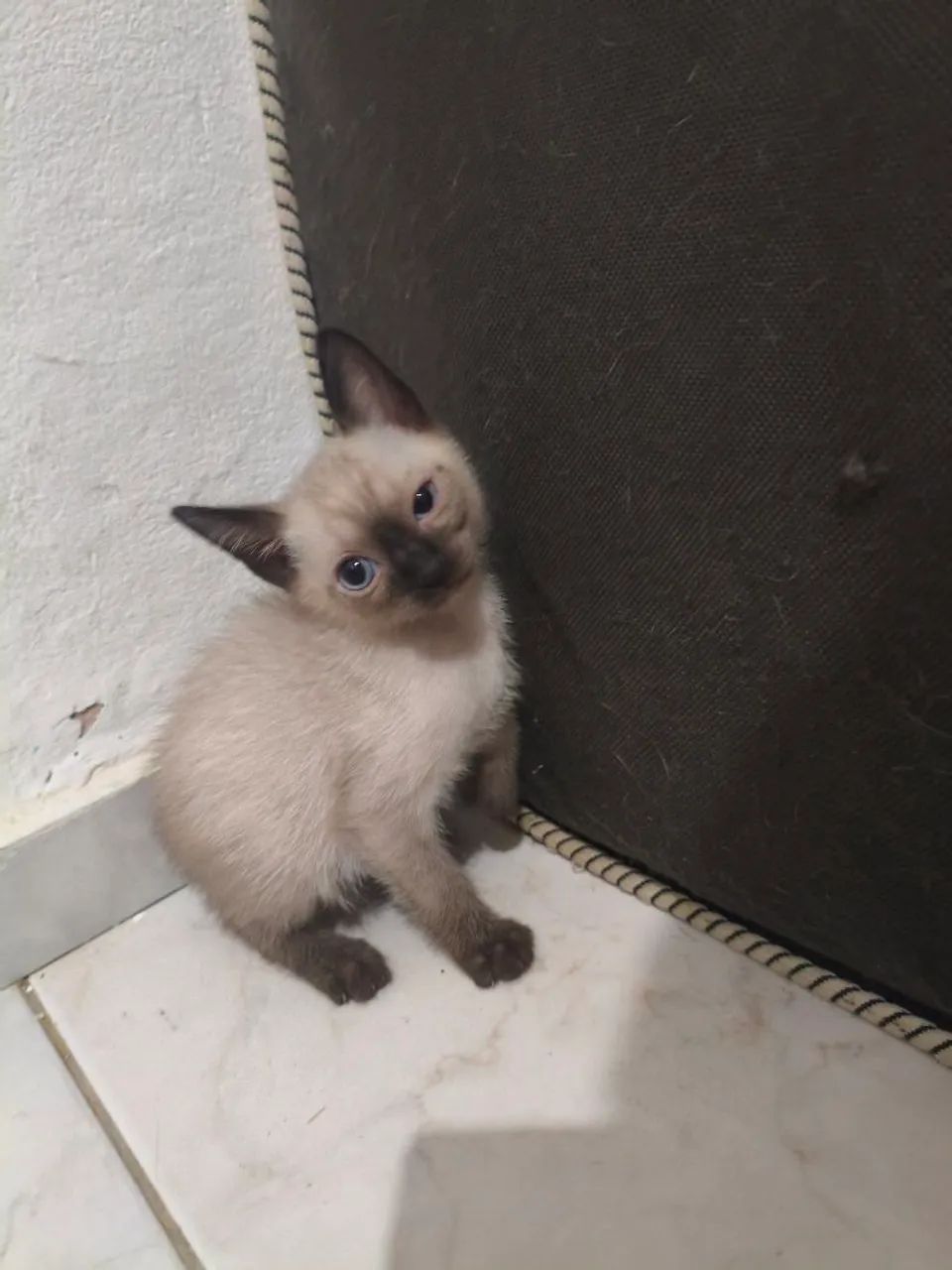 Gatos para doação  - Foto 3