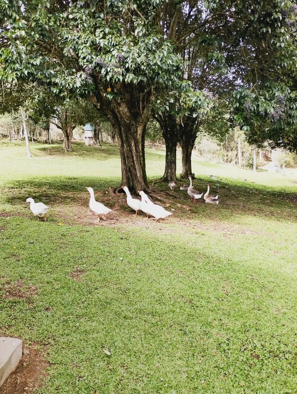 Gansos  - Foto 2