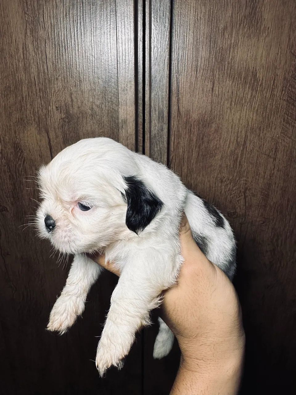 Cachorro 