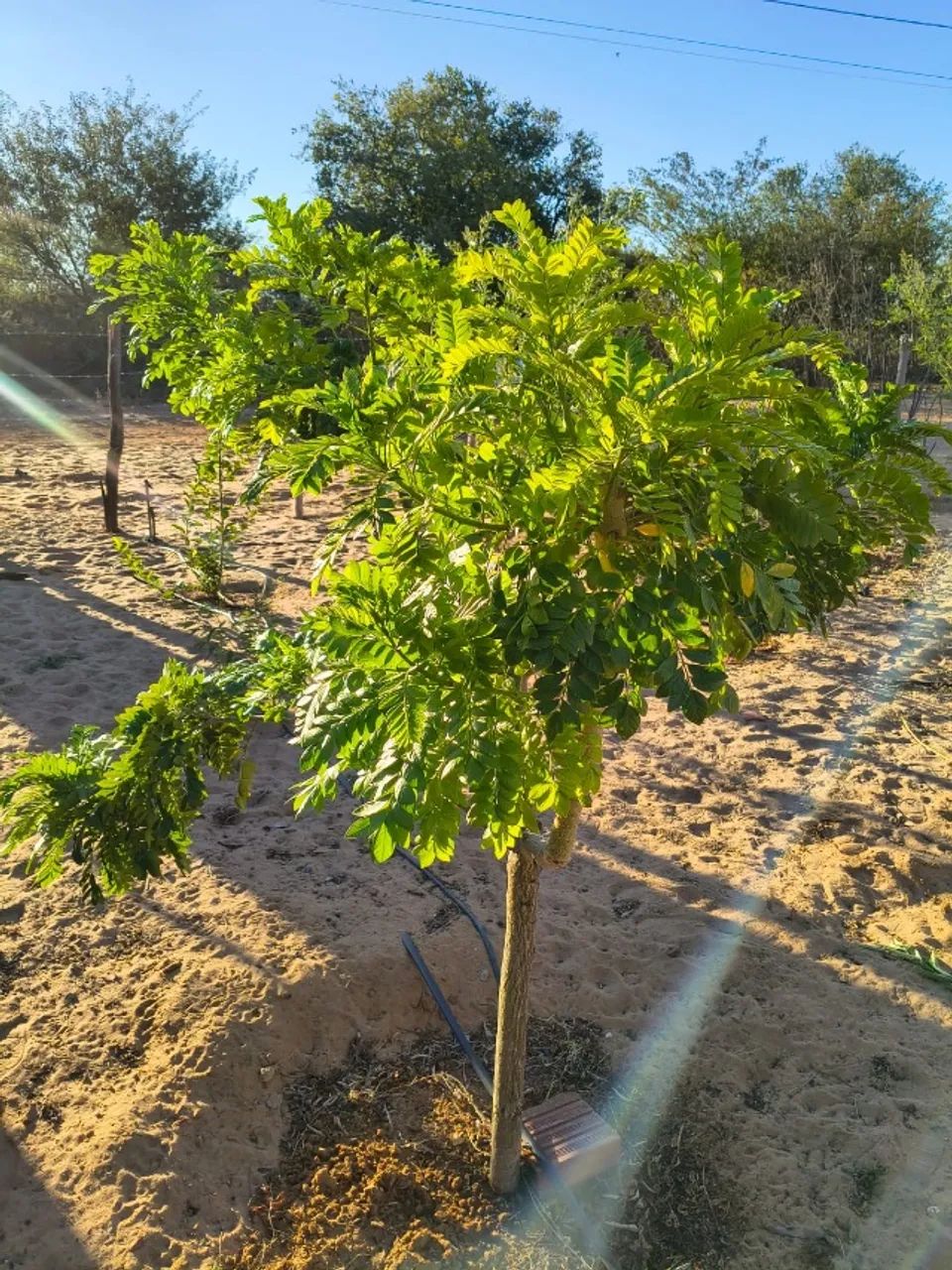 Terreno para chácara com imóvel em construcão - Foto 4