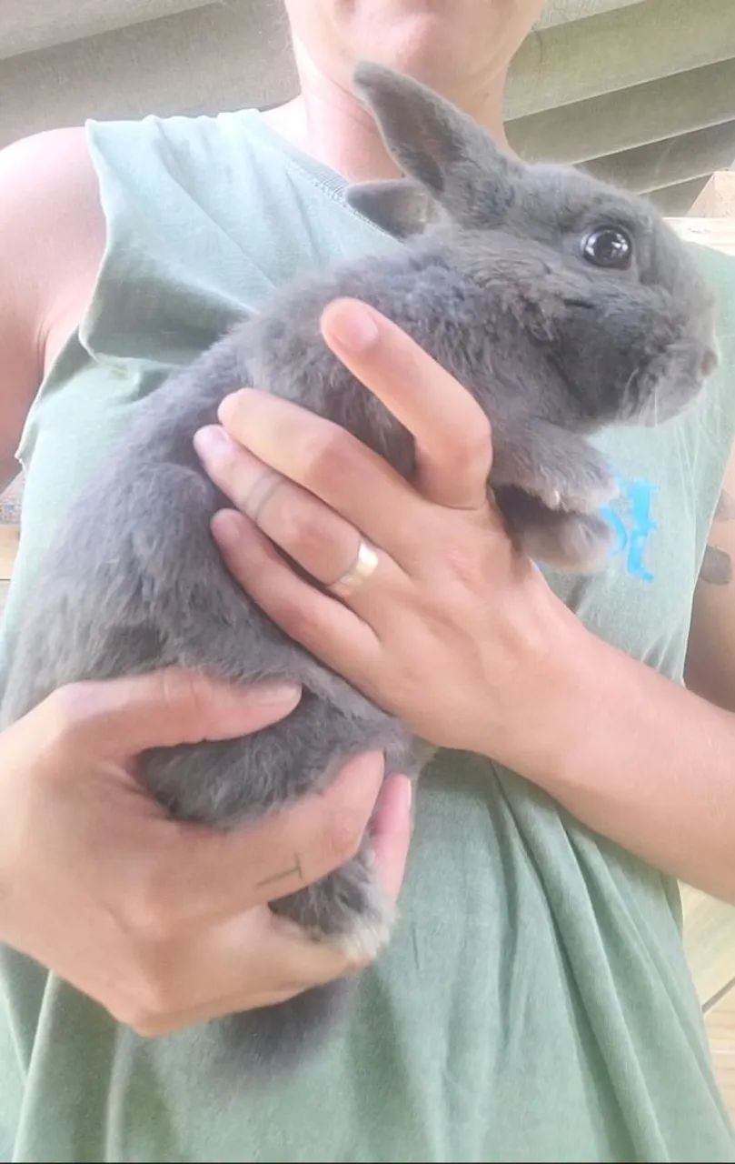 Vendo filhotes de coelho  - Foto 6