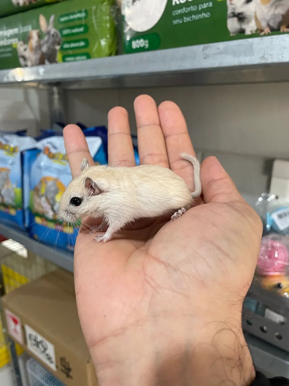 Gerbil filhotes - Foto 6